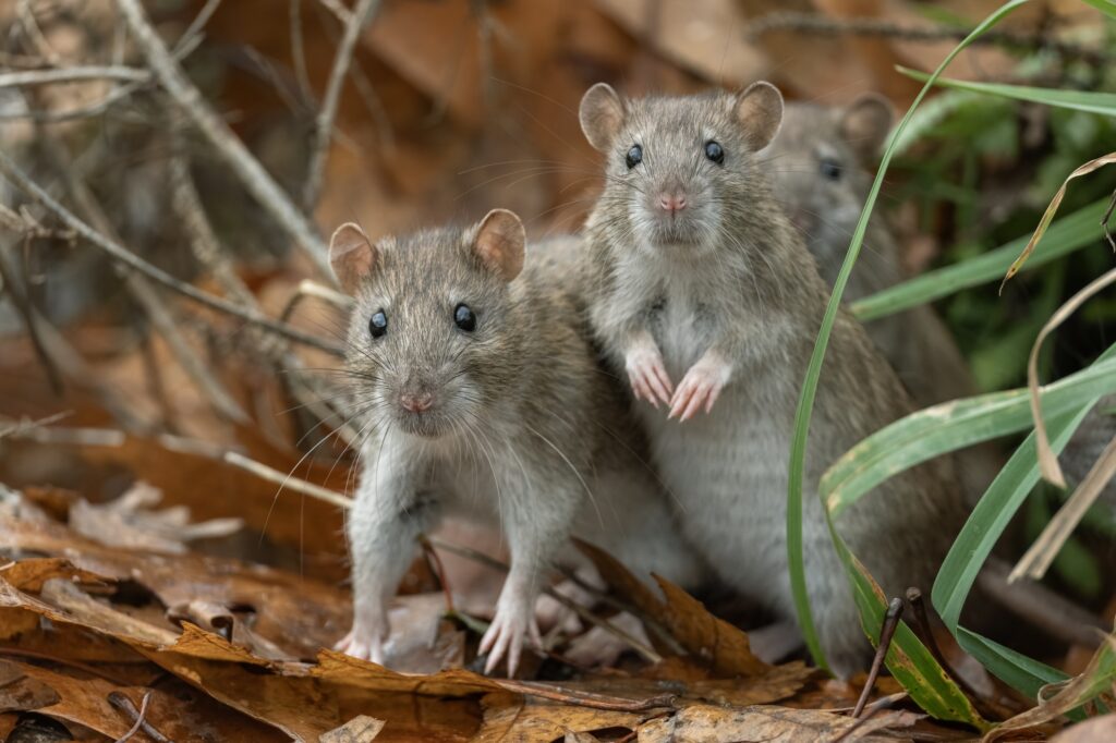 Three rats pictured standing in an autumn setting surrounded by leaves and branches.
