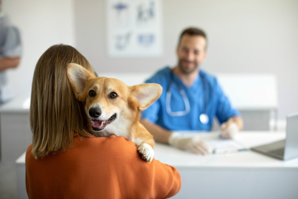 A female owner bringing her Corgi into the vet for a check up, vets office and male vet visible in the background.
